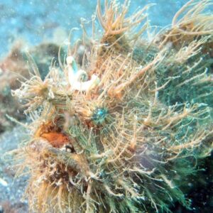 Striated Frogfish